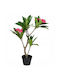 Magnolie Topfpflanze 90cm Verschiedene Designs Kaemingk