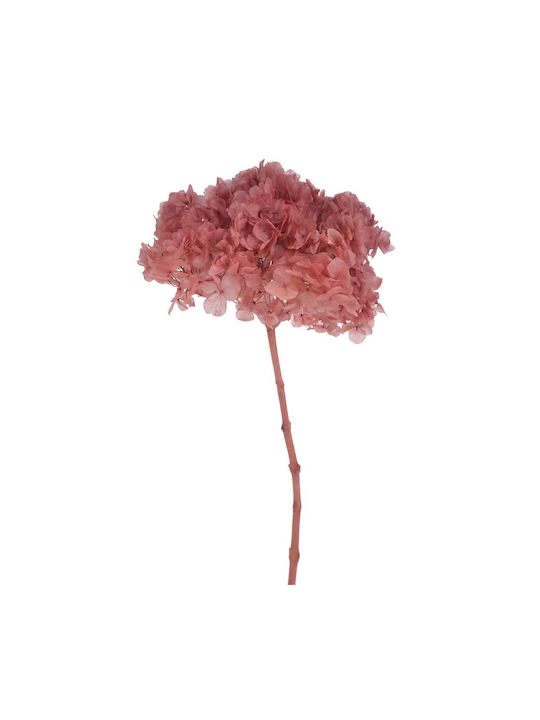 Getrocknete Hortensie Blume 20-25cm Hell Rosa