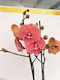 Phalaenopsis Mf Mango Lippy 2 Stems