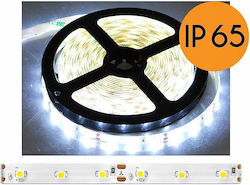 Eco Light Αδιάβροχη Ταινία LED Ψυχρό Λευκό 5m Eco Light Αδιάβροχη Ταινία LED Ψυχρό Λευκό 5m