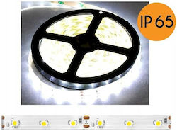 Eco Light Waterproof LED Strip 12V Natural White Light 5m SMD2835 Type Eco Light Waterproof LED Strip 12V Natural White Light 5m SMD2835 Type