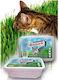 Super Benek Doppelpack Katzengras