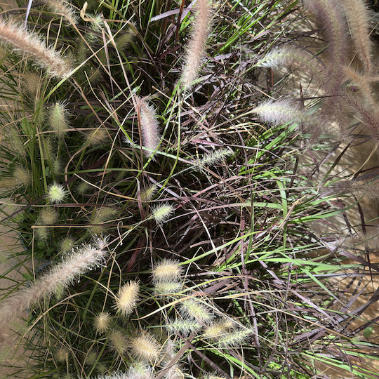 Pennisetum Setaceum ‘rubrum’ Πενισετο Κοκκινο