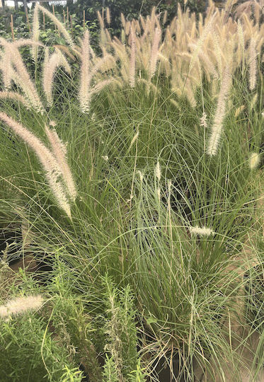 Pennisetum Alopecuroides Πενισέτο