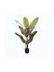Декоративно Растение в Саксия Calathea Inart Зелено Φ68x120см