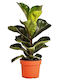 Ficus Lyrata 'bambino' 12cm
