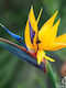 Strelitzia Mandela's Gold Premium