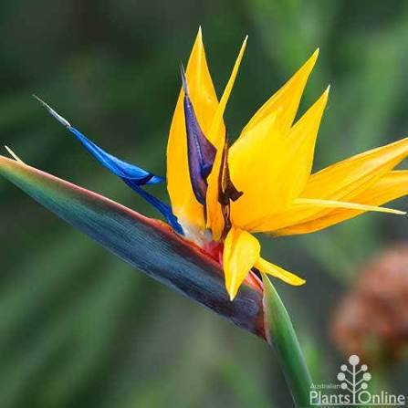 Strelitzia Mandela's Gold Premium