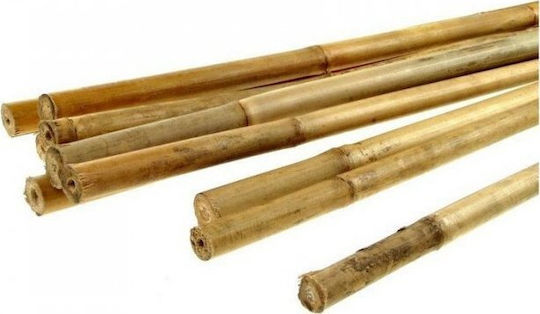 Big Μπαμπού Πάσσαλος 12/14mm*1200mm 1 Τεμ