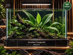 Anubias Congensis Anubias Congensis