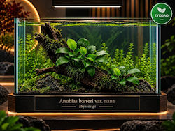 Anubias Barteri Var Nana Anubias Barteri Var Nana