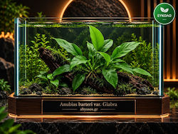 Anubias Barteri Var Glabra