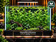 Hygrophila Polysperma