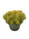 Sedum 'kent Belle' 9cm