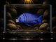 Placidochromis Phenochilus "mdoka White Lips" 5cm