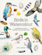 Birds In Watercolour A Beginner's Guide To Drawing And Painting Birds Sofia Gazarian