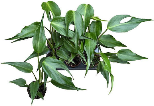 Monstera 'burle Marx Flame' 12cm