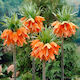 Fritilaria Imperialis Aurora 20/22
