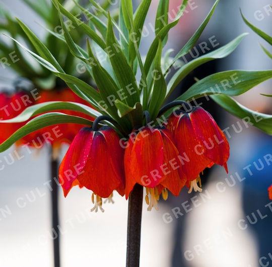 Fritilaria Imperialis Rubra 18/20 Fritilaria Imperialis Rubra 18/20