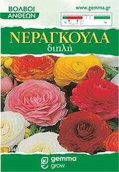 Gemma Βολβoί Νεραγκούλας 4τμχ