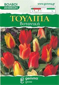 Gemma Tulip Seeds 4 pcs