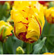 Primasem Biologische Tulpenzwiebeln 20 Stück