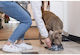 Kong Rostfreier Stahl Futter- / Trinknapf für Hund 700ml 22x22x7.5cm