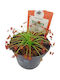 Drosera Paradoxa – Drosera Fleischfresser Pflanze