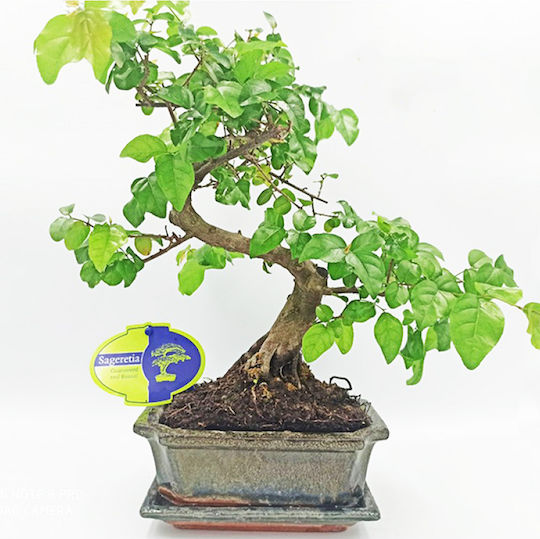 Authentisches Bonsai Sageretia Thea