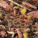Gamers Grass Grass Tufts Wild Burnt 2mm Self-Adhesive Tufts Miniatures Dioramas