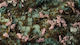 Gamers Grass Gamers Grass Cherry Blossom Flowers