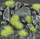 Gamers Grass 6mm Grass Tufts Light Green Wild 70 Pieces