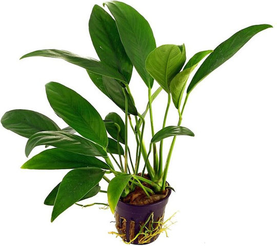 Live Aquarium Plants Anubias Anubias Congensis Round