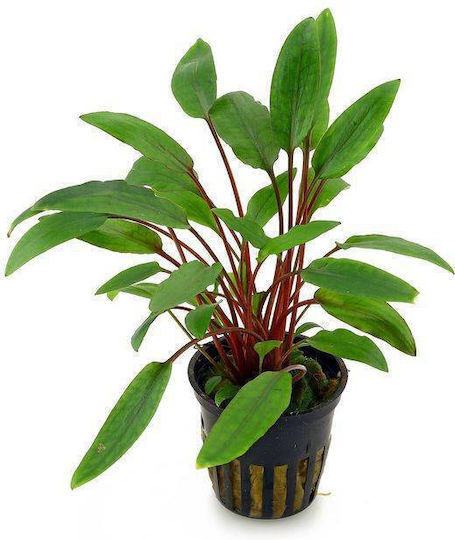 Live Aquarium Plants Cryptocoryne Beckettii