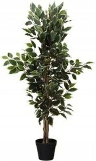 Ficus in Topfpflanze 115cm Verschiedene Designs Home&Styling Collection