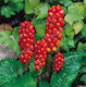 Arum Italicum Biologische Zwiebeln 3 Stück