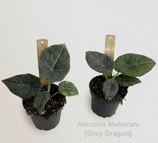 Alocasia Maharani Grauer Drache