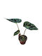 Βιγόνια Begonia Barsalouxiae