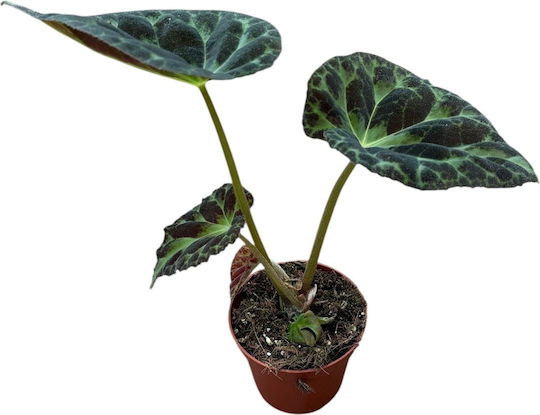 Βιγόνια Begonia Barsalouxiae