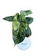 Alocasia Dragon Scale Mint