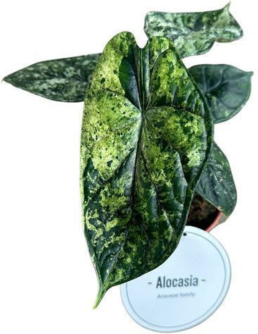 Αλοκάσια Alocasia Dragon Scale Mint