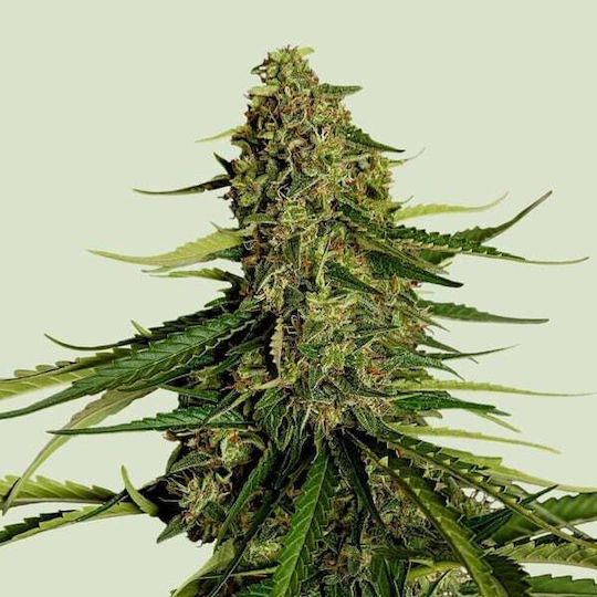 Royal Queen Seeds Minze Samen 3 Stück