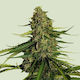 Royal Queen Seeds Семена Мента