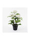 Dekorative Topfpflanze Hortensie Inart Weiß Φ35x50 Εκ