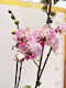 Phalaenopsis Mf Golden Fireworks 2 Stiele
