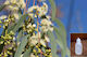 Aromă Eucalipt 50ml