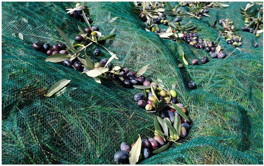 Olive Net 4x8m Density 85gr/m²
