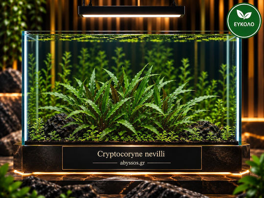 Abyssos Live Aquarium Plant Cryptocoryne Nevilli