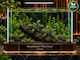 Abyssos Live Aquarium Plant Bucephalandra Wavy Green