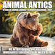 Willow Creek Press Animal Antics Daily Wall Mounted Diary 2027